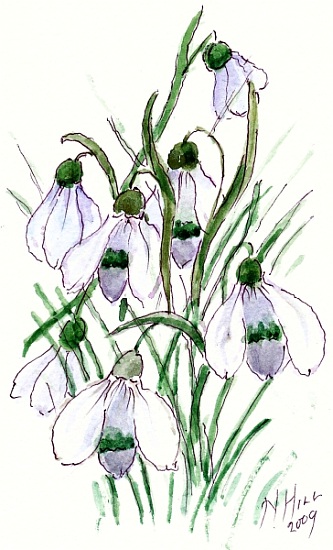 Snowdrops von Nell  Hill
