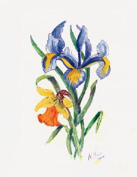 Blue Iris and Daffodil