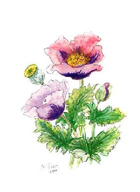 Opium Poppy, 2001 (w/c on paper) 