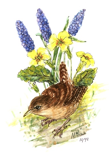 Wren in Primroses von Nell  Hill