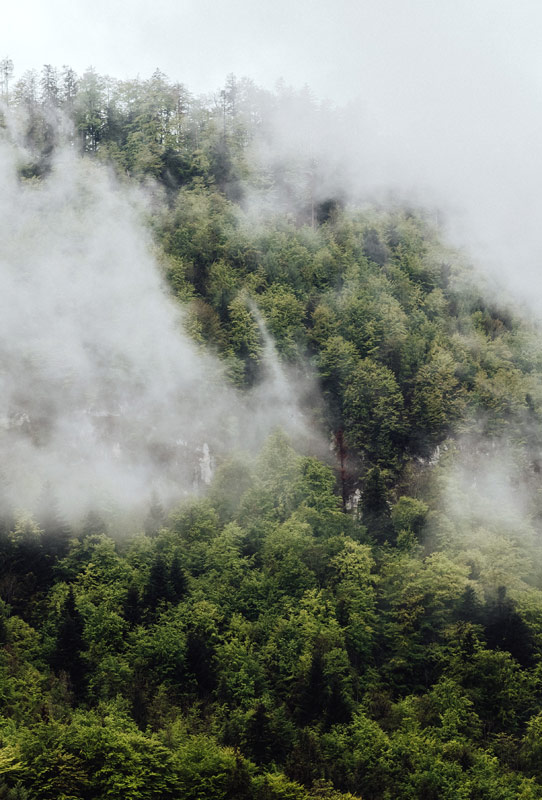Nebel im Österreichischen Bergwald von Laura Nenz
