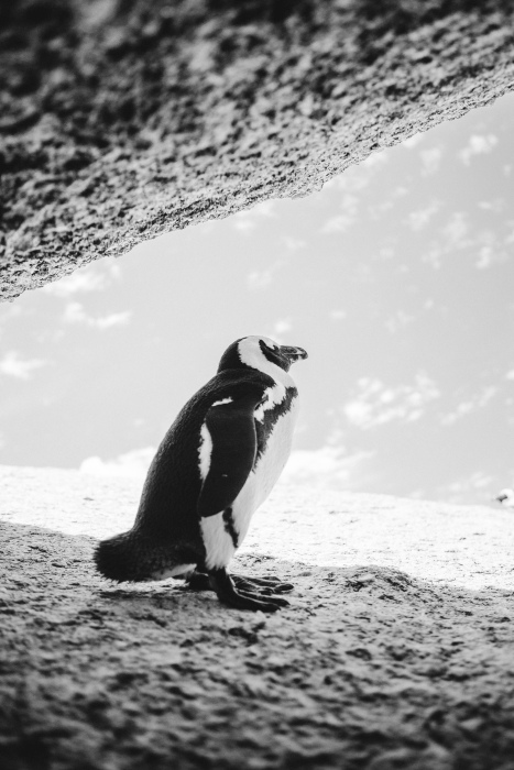 Brillenpinguin am Boulders Beach von Laura Nenz