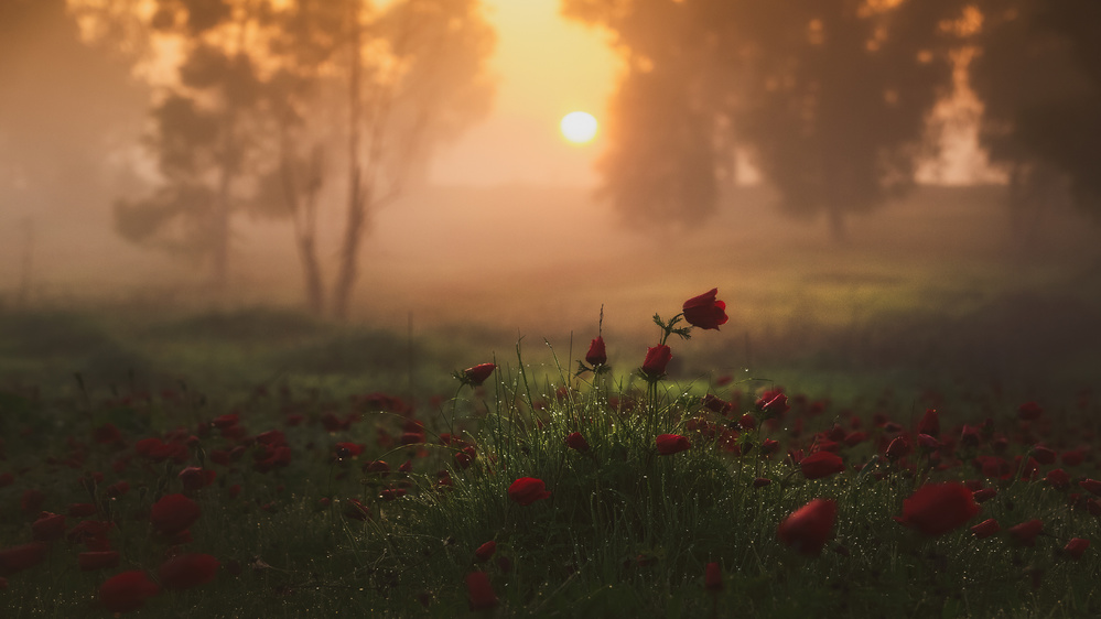 Morning delight von newzealand1