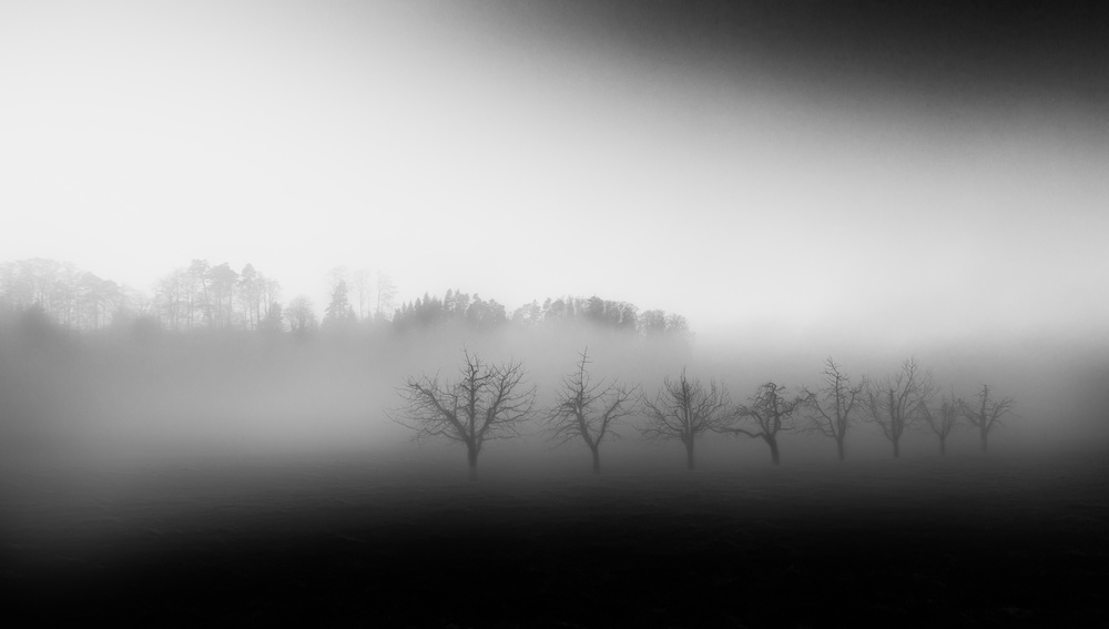 Eight trees in the mist von Nic Keller