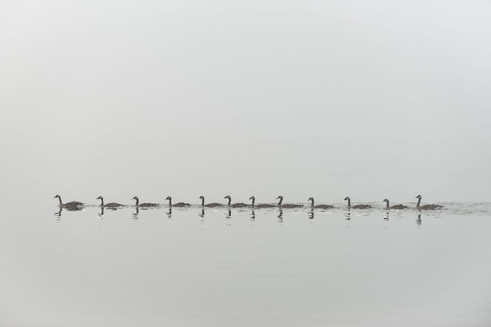 Folge mir von Nick Kalathas