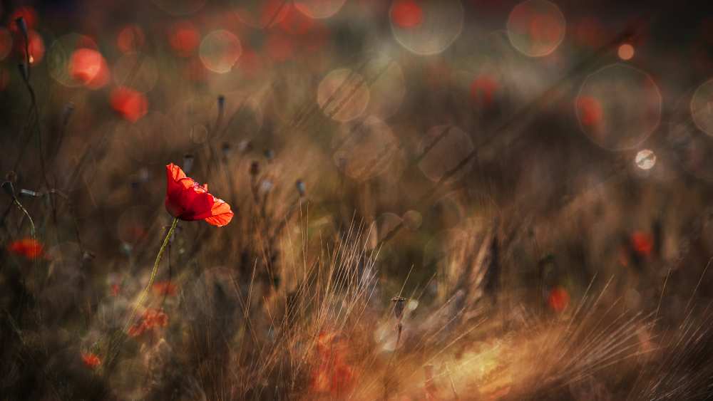 Poppy von Nicodemo Quaglia