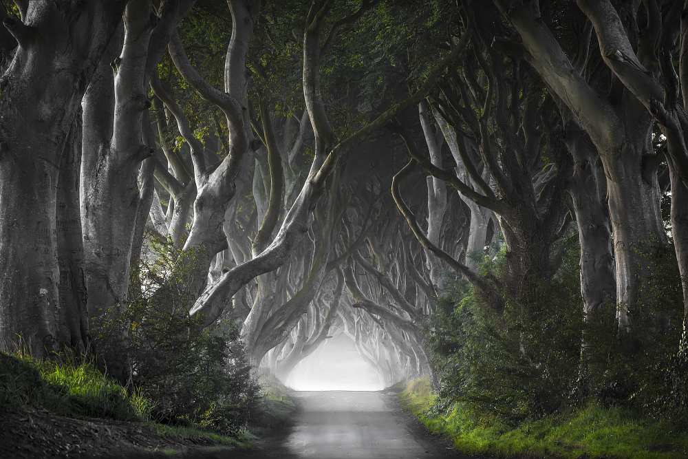 DARK HEDGES von Nicola Molteni
