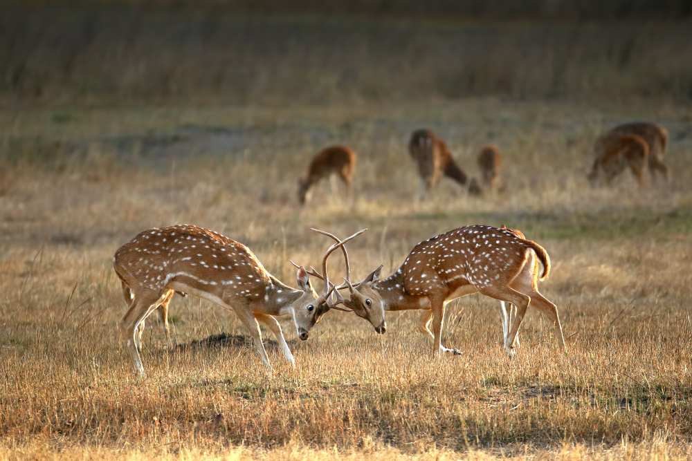 Exchange of glances von Nicolas Merino