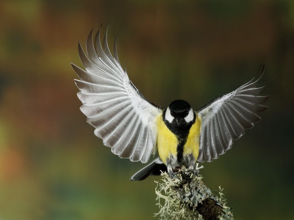 Tit wing von Nicolas Merino