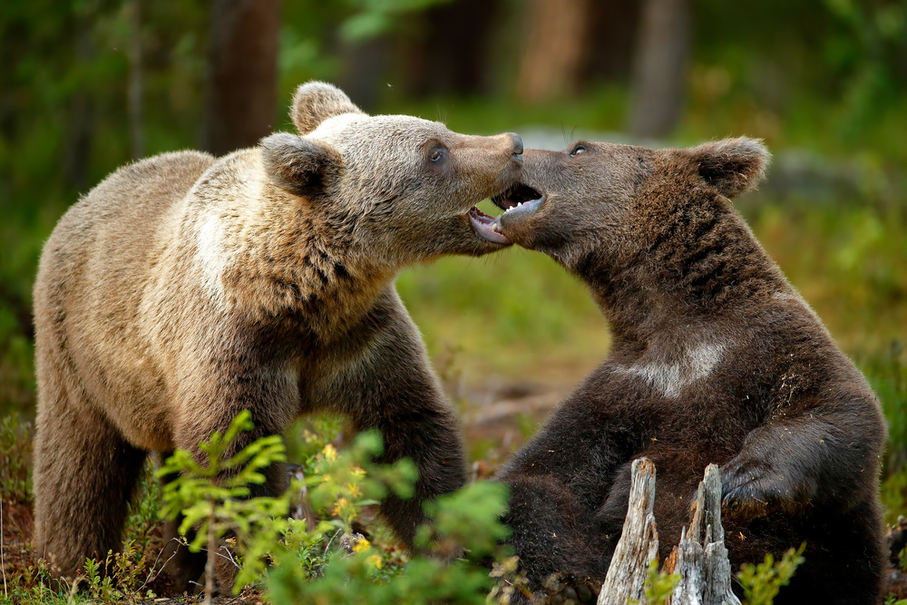 Mouth-to-mouth von Nicolas Merino
