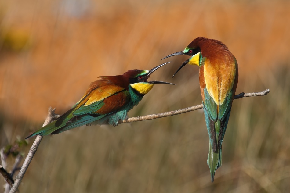 Brawl von Nicolas Merino