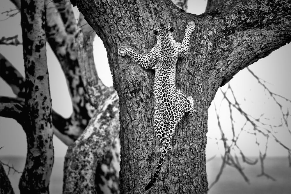 Spider Man von Nicolas Merino