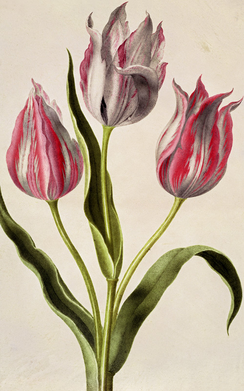 Tulips von Nicolas Robert
