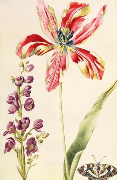 Tulip, Stocks and Butterfly