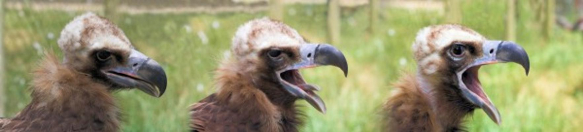 Müder Geier von Nicole Kröger