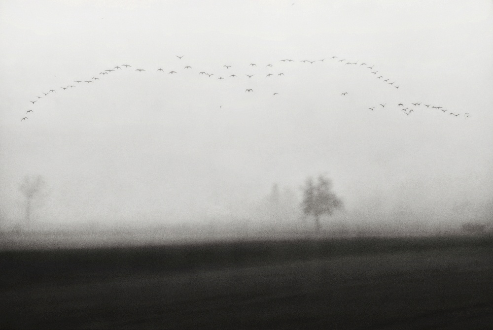 late visitors von Nicoleta Gabor