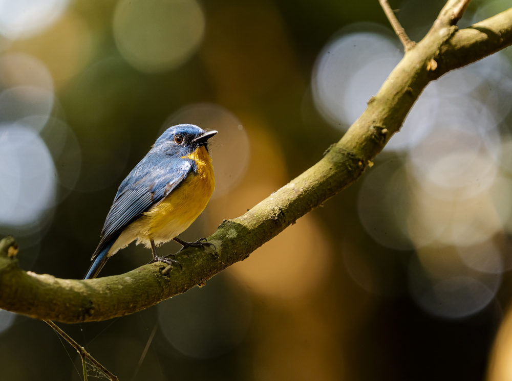 Flycatcher von Nikhil Parnandi