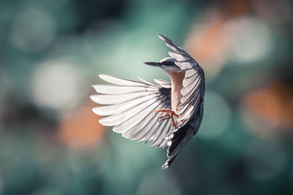 Dynamic Wings von Niki Colemont