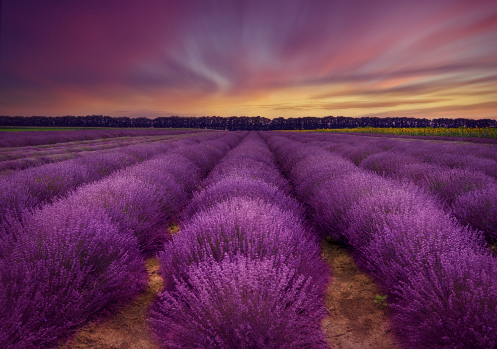 ...lavender field von Nikki Georgieva V E G A N I K