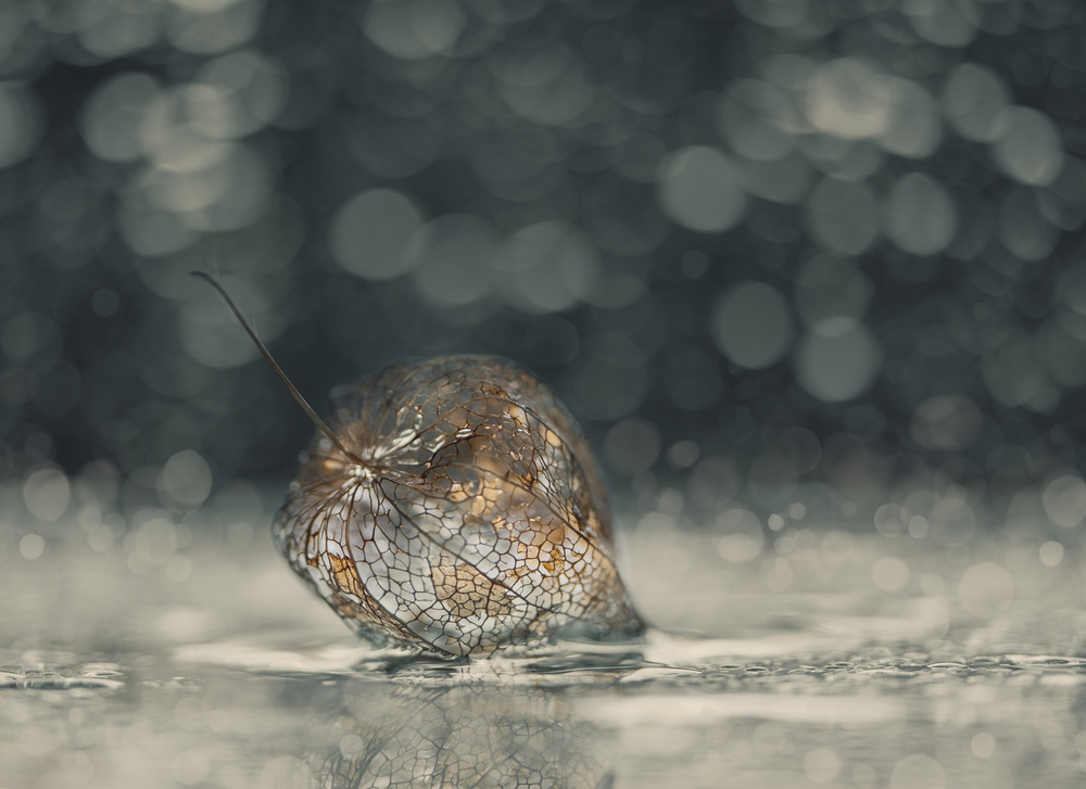 November Mood von Nikki Georgieva V E G A N I K