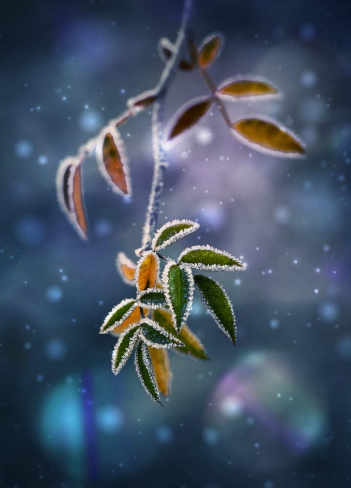 ... von Nikki Georgieva V E G A N I K