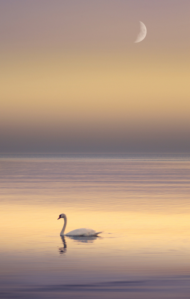 So Lonely von Nikki Georgieva V E G A N I K
