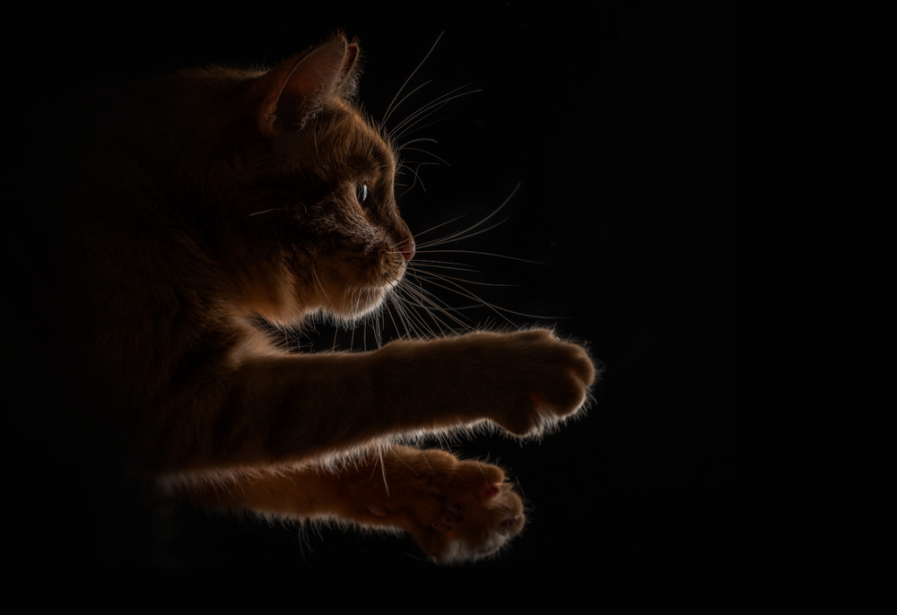 Come to me von Nikolay Sizikov