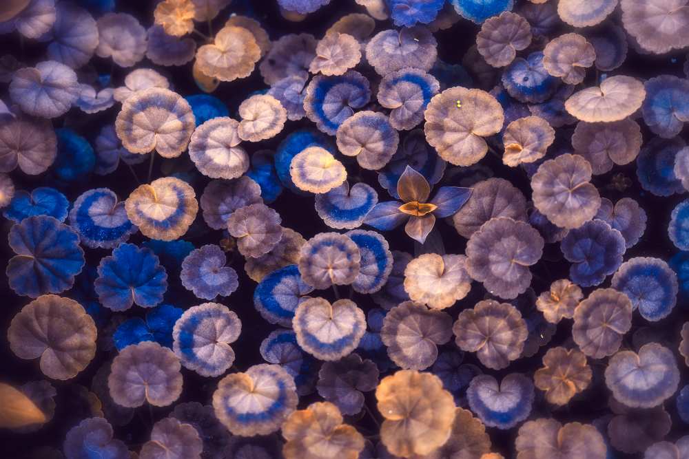 The Little Umbrellas von Nilesh J. Bhange