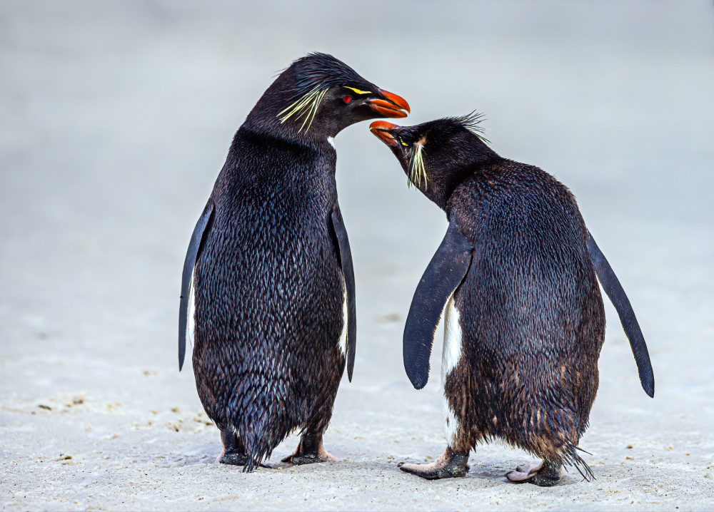 Rockhopper Penguins Chinwag von Ning Lin