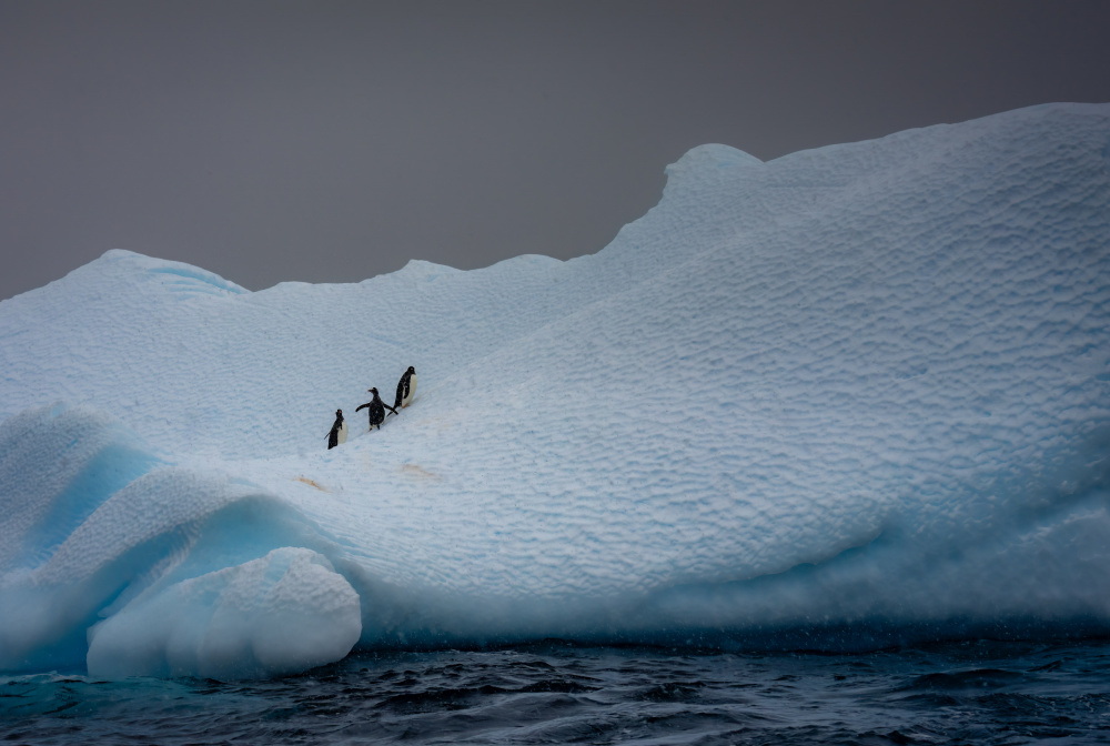 Snowy Iceberg Home to Three Penguins von Ning Lin