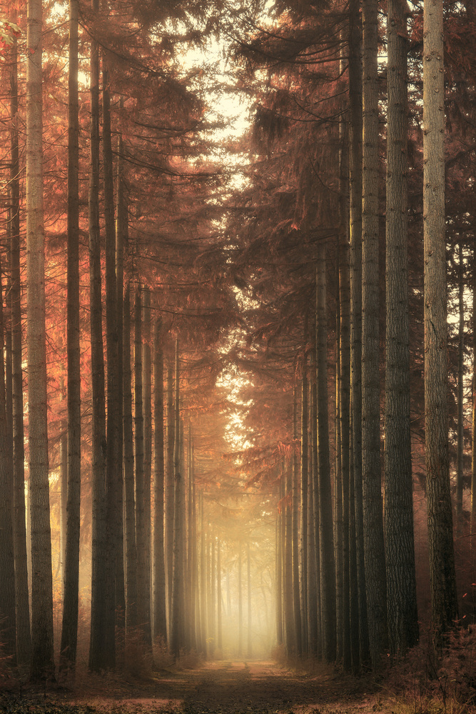 Light burning von NingYun Ye