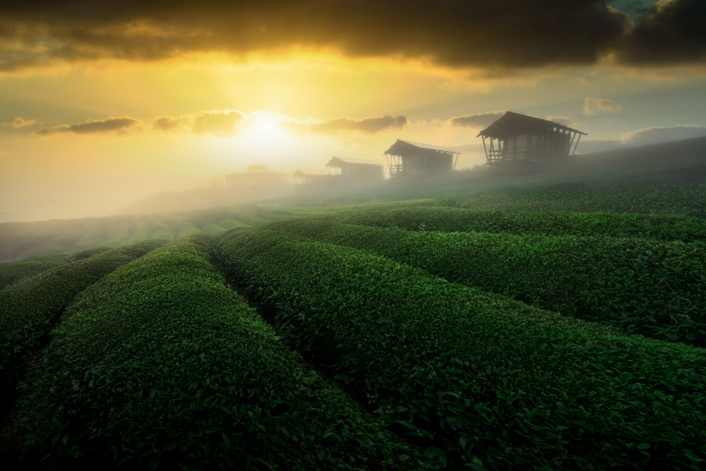 misty sunrise in tea garden von NingYun Ye