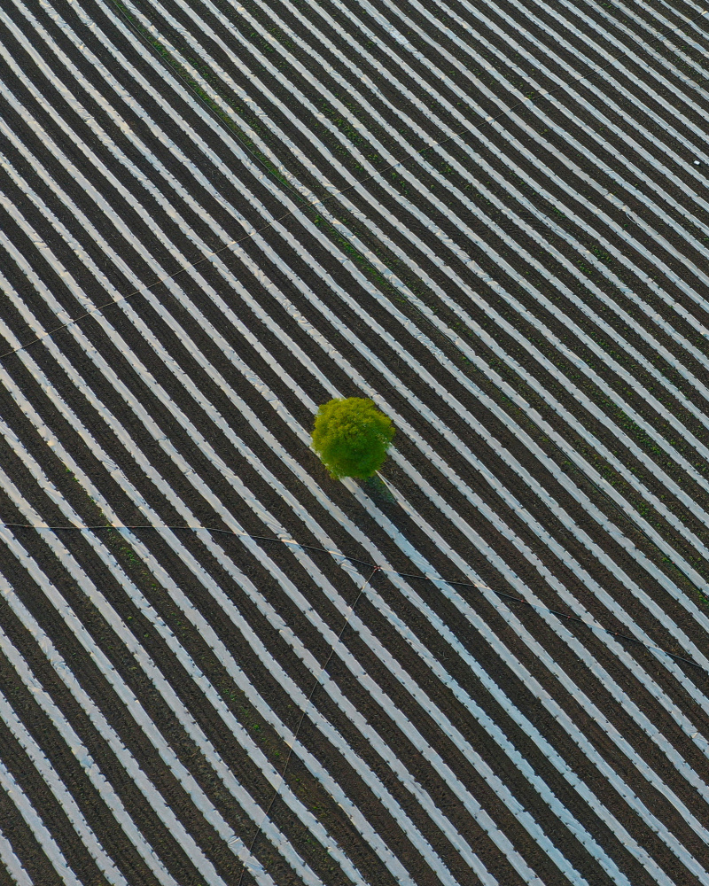 Single von Niyazi Gürgen