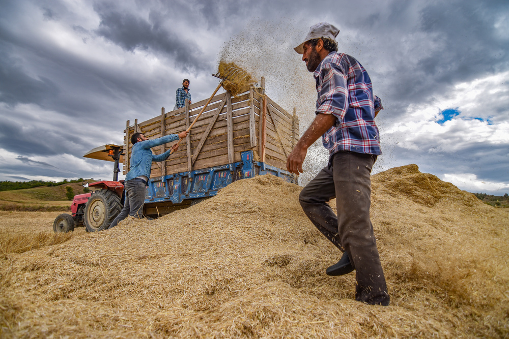 Harvest Time von Niyazi Gürgen