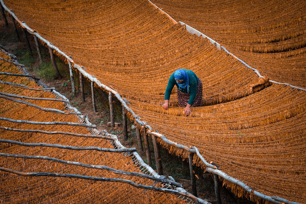 Tobacco Drying von Niyazi Gürgen