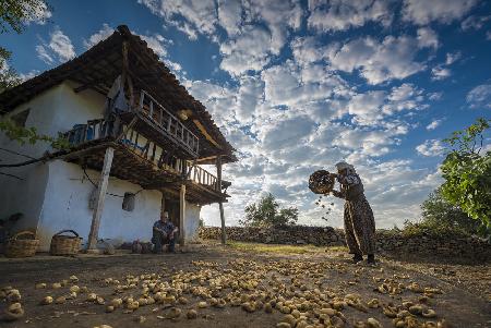 Drying Fig