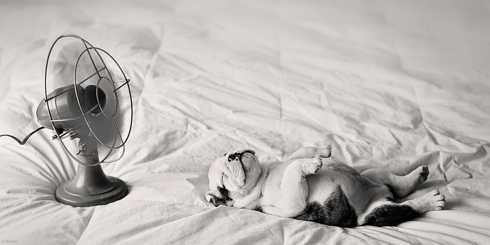 Summer Afternoon von Njsabs (Jennifer)