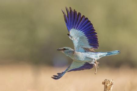 European roller