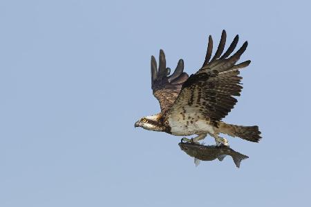 Osprey