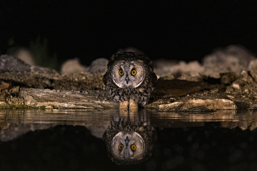 Night Creatures von NOAM FRISCHOFF