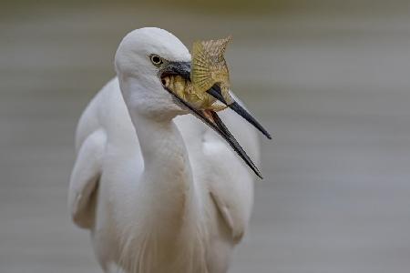 Little egret