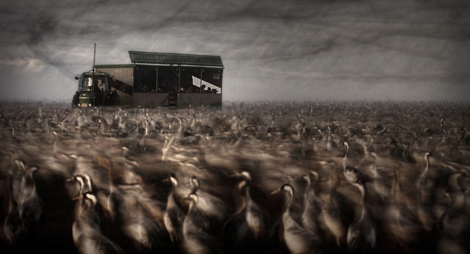 Cranes-Dance von Noam Mymon