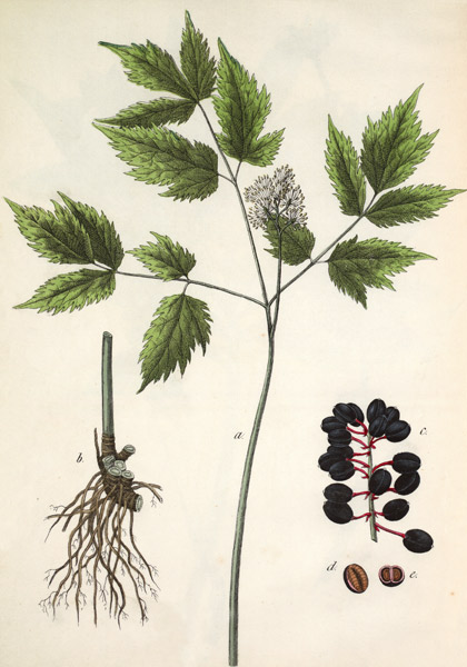 Aehriges Christophskraut / Hochstetter von 