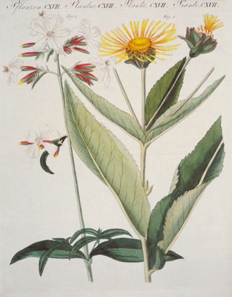 Alant und Seifenkraut / aus Bertuch von 