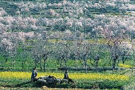Almond trees and mustard flowers in bloom dotting hill-slope, Pampore, Srinagar 