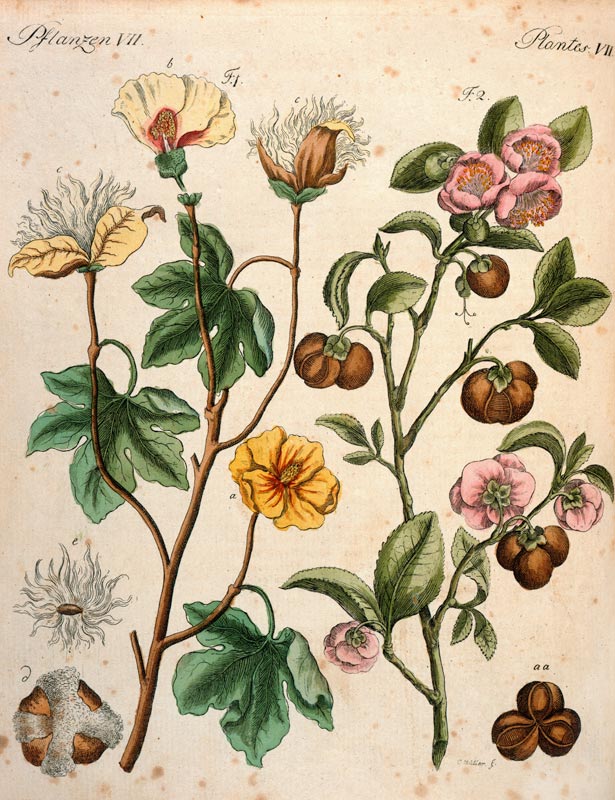 Baumwollbaum und Teestaude von 