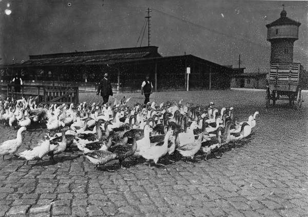 Berlin,Zentral-Schlachthof,Gaense/Foto von 
