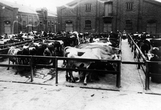 Berlin,Zentral-Schlachthof,Rinderbuchten von 