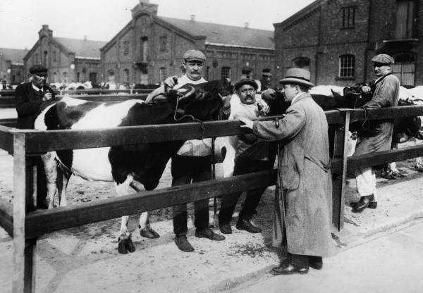 Berlin,Zentral-Schlachthof,Veterinaer von 