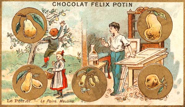 Birne / Sammelbildchen von 